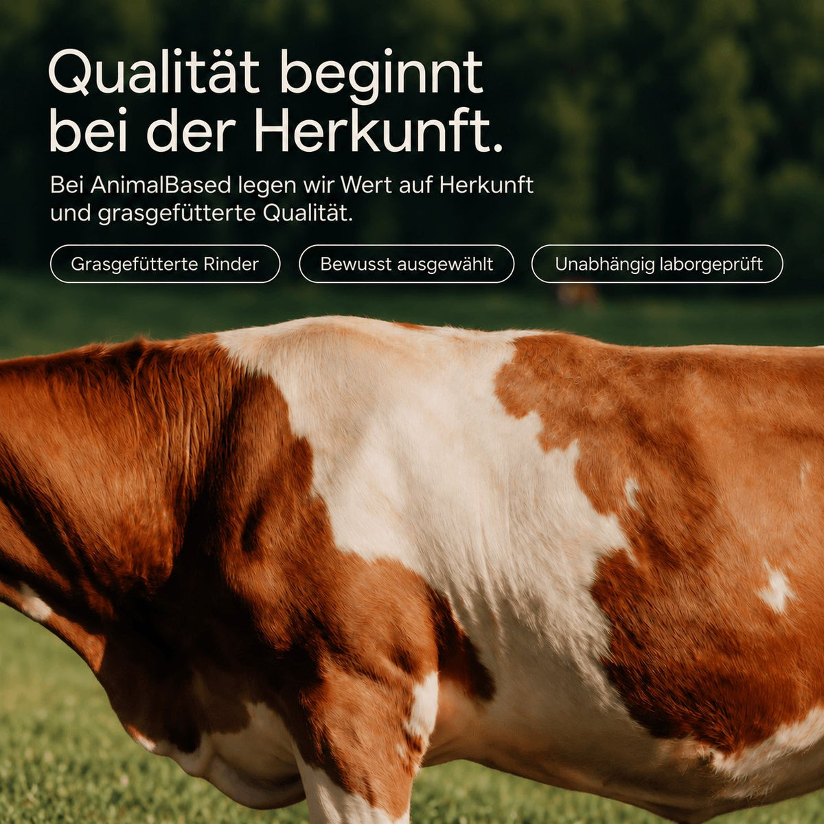 Knochenbrühe Pulver 500g EVERSTACK®